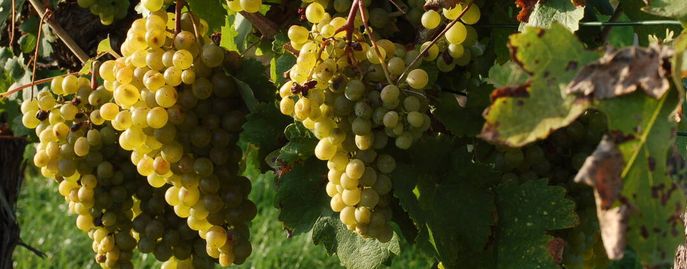 Weinreben © Harald Schally/LK Niederösterreich