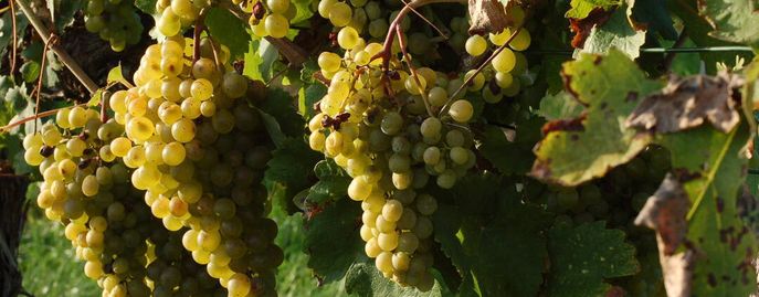 Weinreben © Harald Schally/LK Niederösterreich