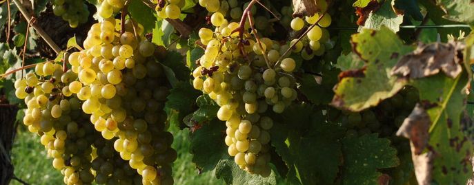 Weinreben © Harald Schally/LK Niederösterreich