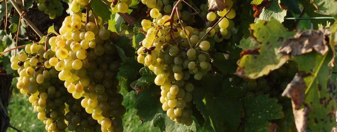 Weinreben © Harald Schally/LK Niederösterreich