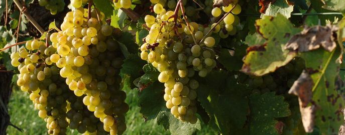 Weinreben © Harald Schally/LK Niederösterreich