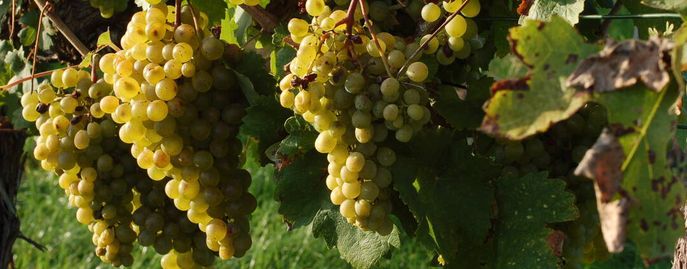 Weinreben © Harald Schally/LK Niederösterreich
