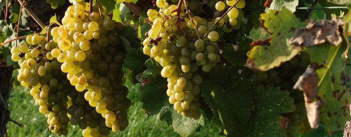 Weinreben © Harald Schally/LK Niederösterreich