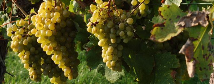 Weinreben © Harald Schally/LK Niederösterreich