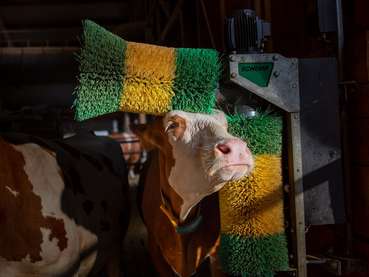 Tierwohl plus Kuh Bürste © AMA-Marketing