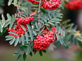 reife Vogelbeeren © AdobeStock
