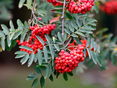 reife Vogelbeeren © AdobeStock