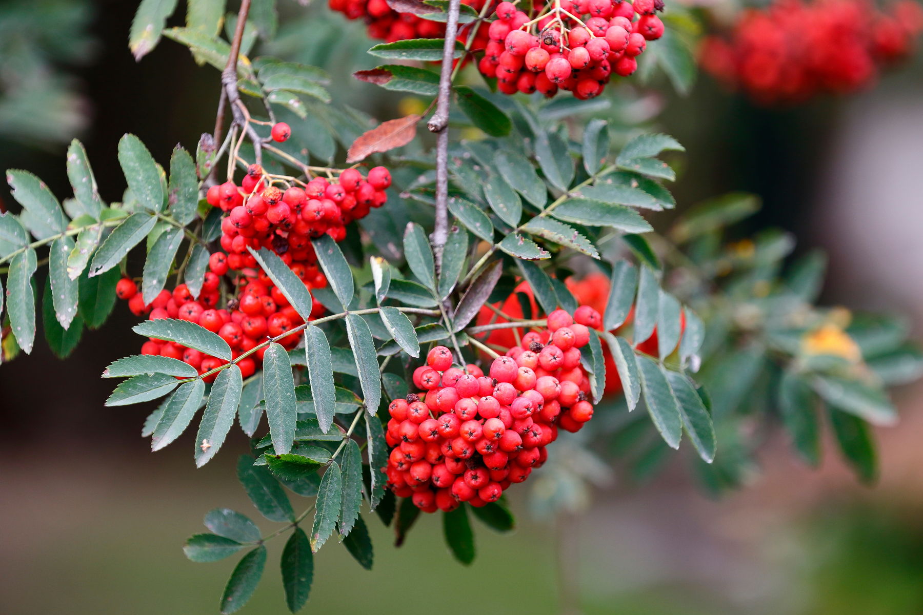 reife Vogelbeeren.jpg © AdobeStock