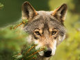 Wolf © stock.adobe.com