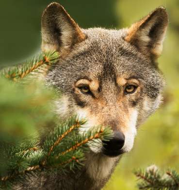 Wolf.jpg © stock.adobe.com