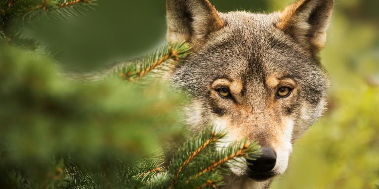 Wolf © stock.adobe.com