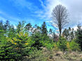 Wald © BIOSA