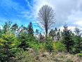 Wald © BIOSA