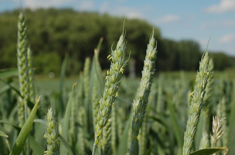 Weizenblüte.jpg © DI Schally