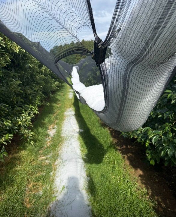Hagel an Netzanlage im Obstbau im Bgld am 31.05.2026.jpg © ÖHV