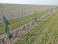 1 Baumreihen, Hecken und Ackerraine © BWSB/Wallner