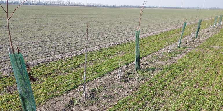 1 Baumreihen, Hecken und Ackerraine.jpg © BWSB/Wallner