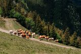 © LK Steiermark-Fuchs