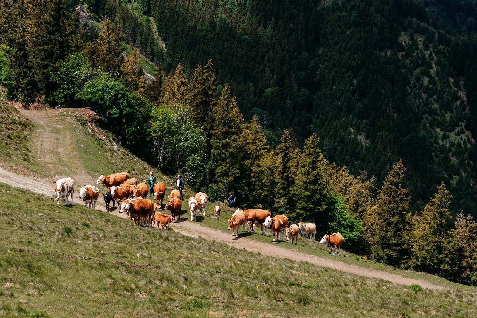 © LK Steiermark-Fuchs