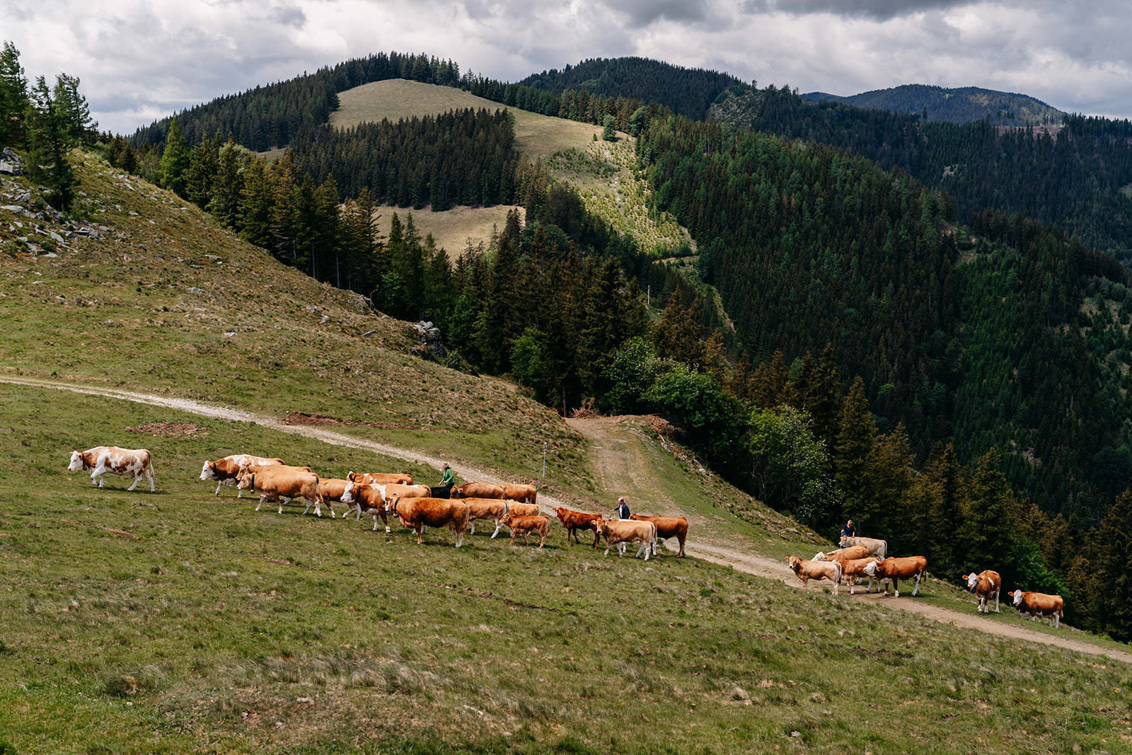 © LK Steiermark-Fuchs
