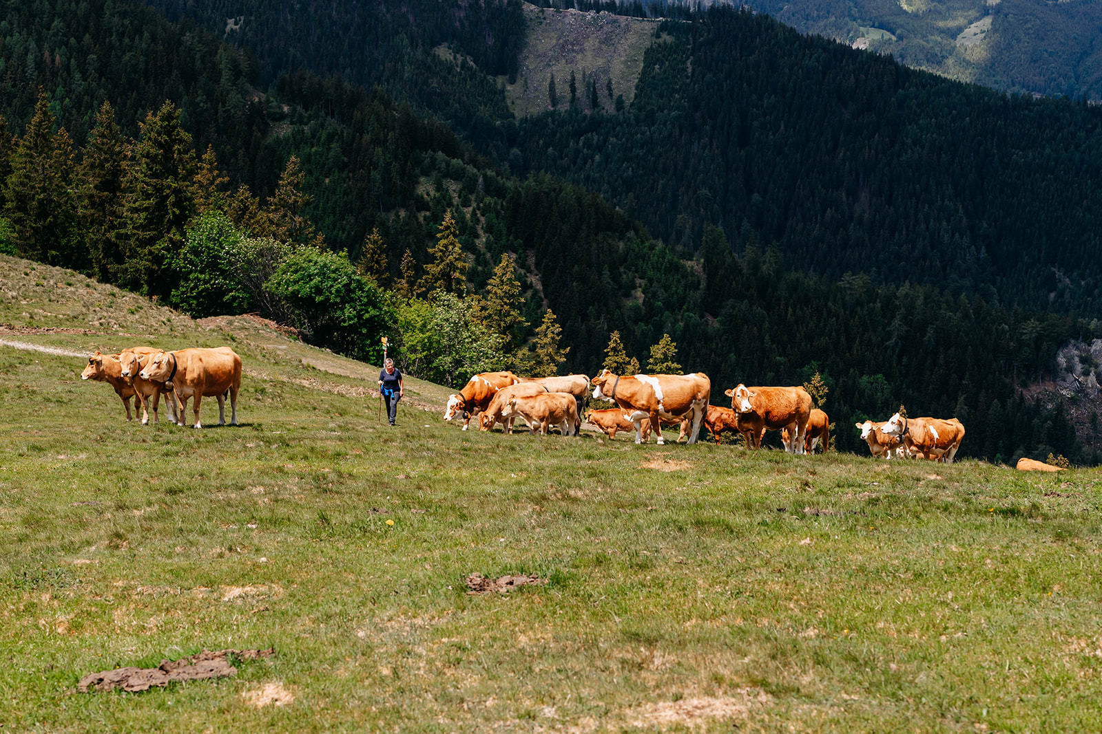 © LK Steiermark-Fuchs