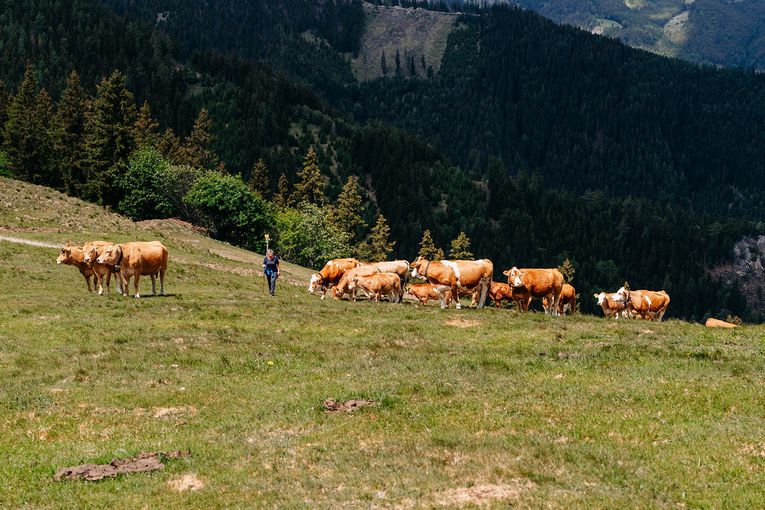 © LK Steiermark-Fuchs