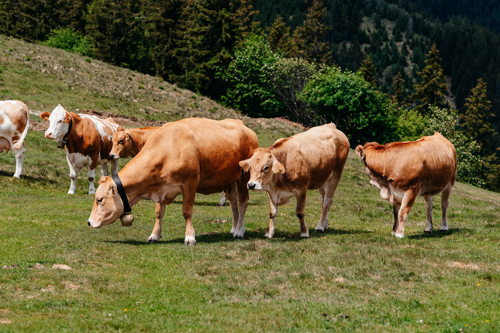 © LK Steiermark-Fuchs
