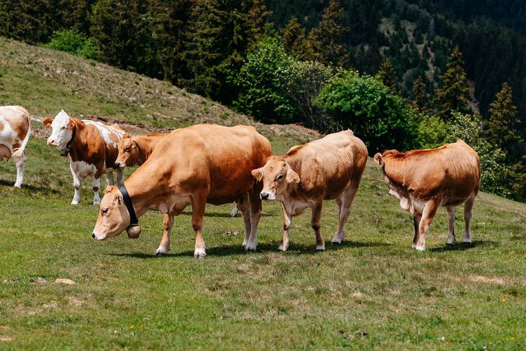 © LK Steiermark-Fuchs