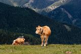 © LK Steiermark-Fuchs