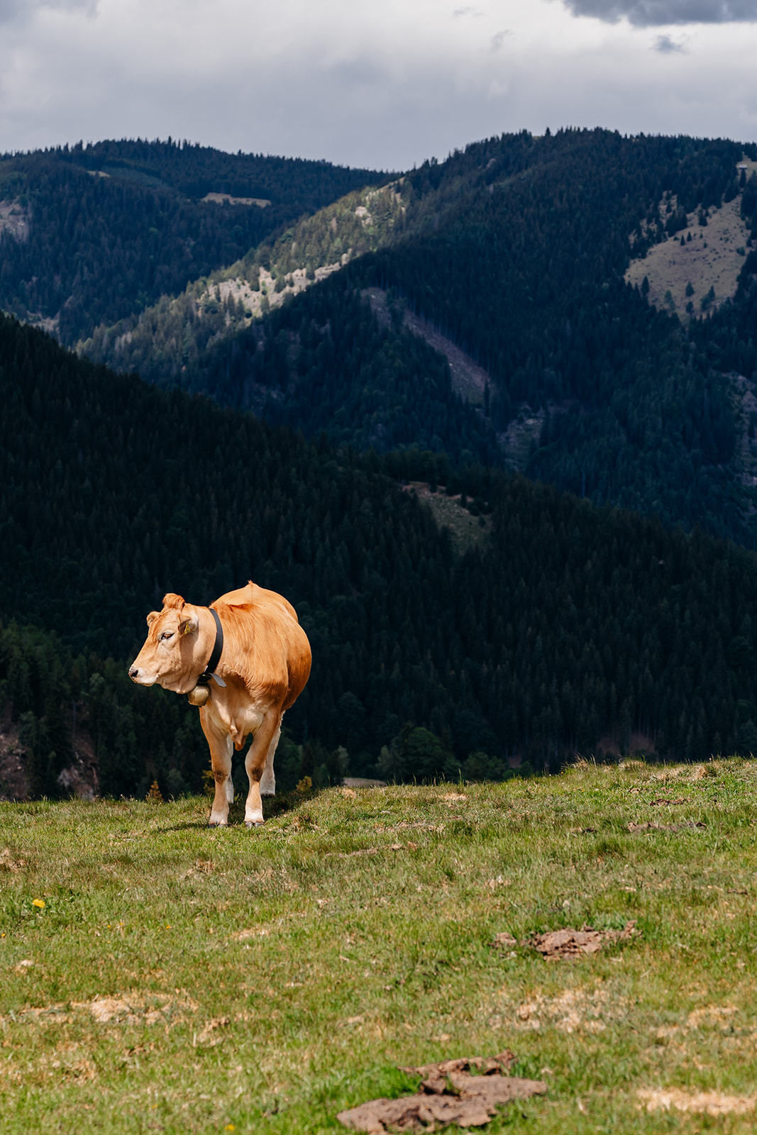 © LK Steiermark-Fuchs