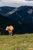 © LK Steiermark-Fuchs