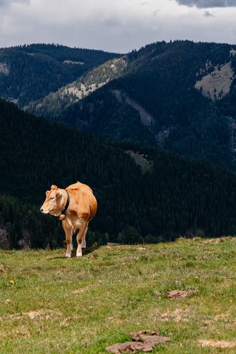 © LK Steiermark-Fuchs