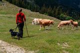 © LK Steiermark-Fuchs