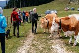 © LK Steiermark-Fuchs