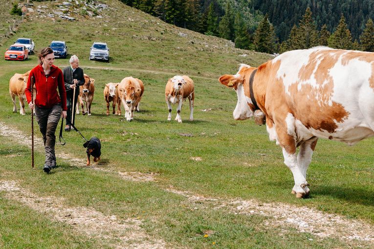 © LK Steiermark-Fuchs