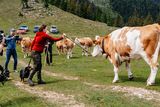 © LK Steiermark-Fuchs