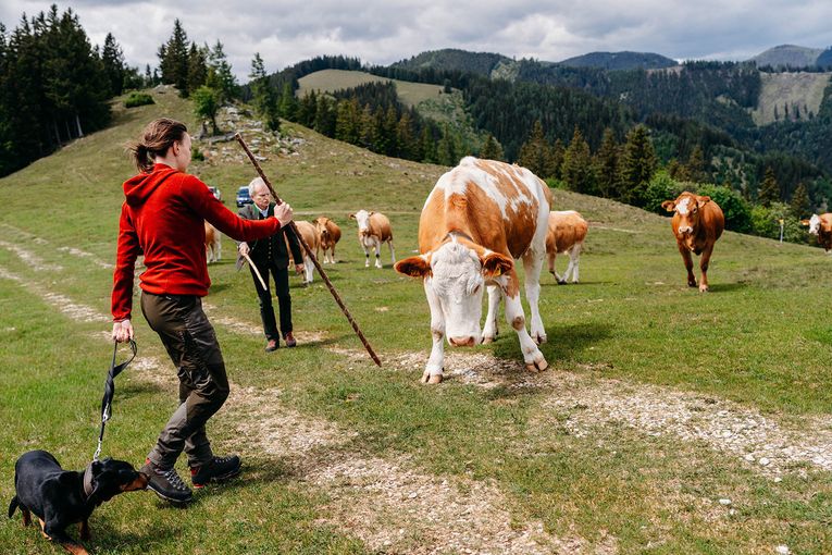 © LK Steiermark-Fuchs