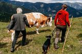 © LK Steiermark-Fuchs