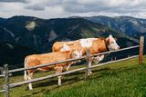 © LK Steiermark-Fuchs