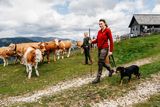 © LK Steiermark-Fuchs