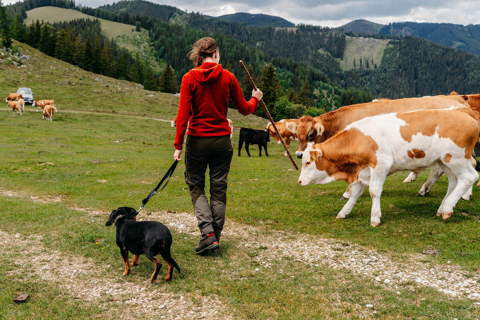 © LK Steiermark-Fuchs