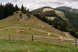 © LK Steiermark-Fuchs