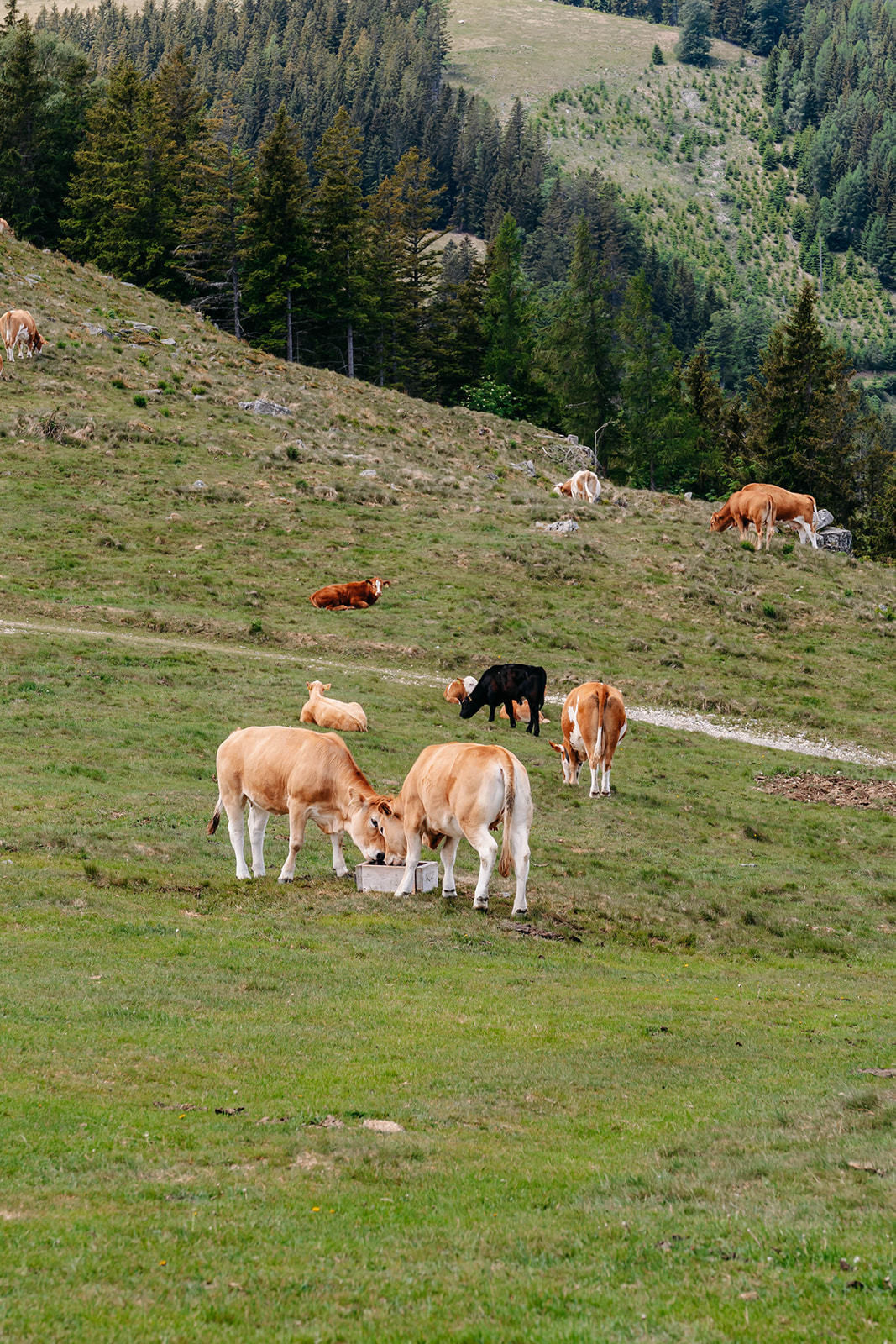 © LK Steiermark-Fuchs
