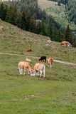 © LK Steiermark-Fuchs