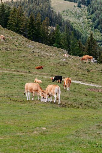 © LK Steiermark-Fuchs