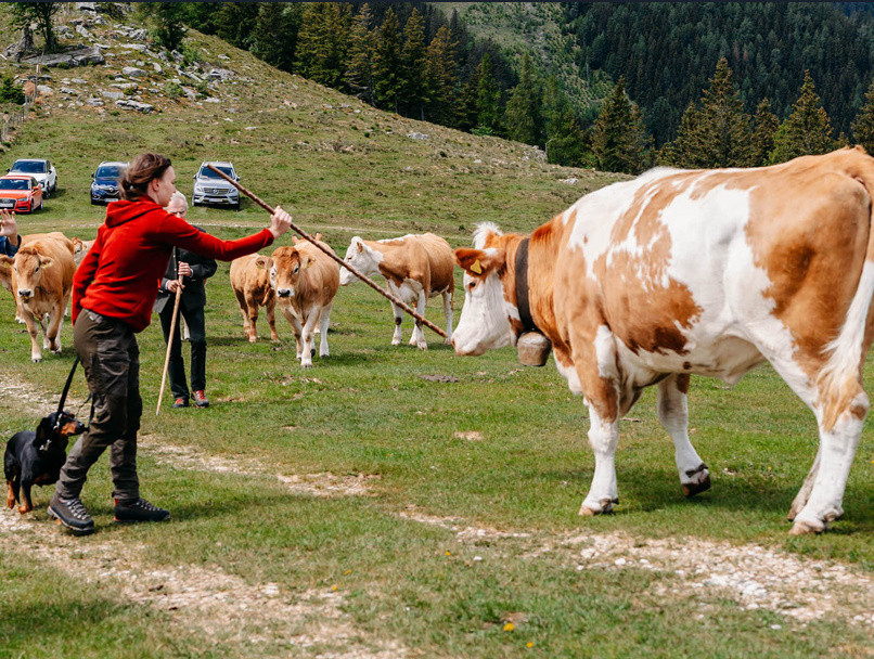 Sicherer Umgang mit Weidetieren 3.jpg © LK Steiermark/Fuchs