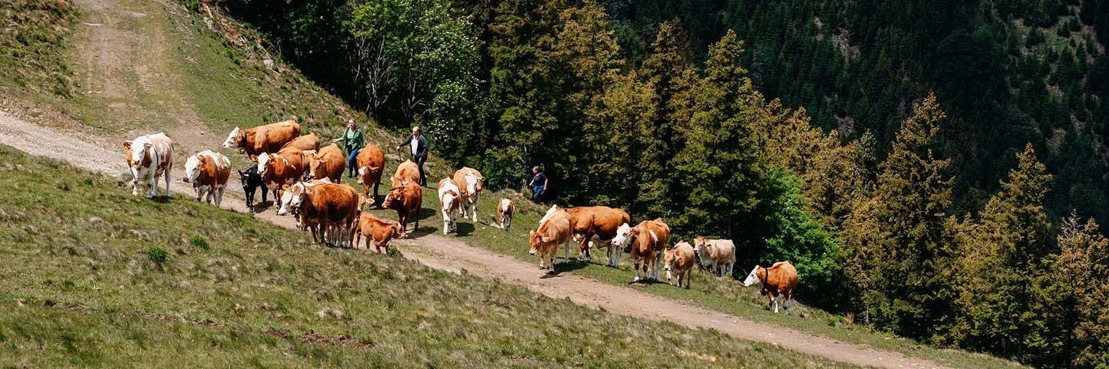 Sicherer Umgang mit Weidetieren 6.jpg © LK Steiermark/Fuchs