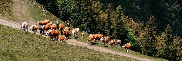 Sicherer Umgang mit Weidetieren 6.jpg © LK Steiermark/Fuchs