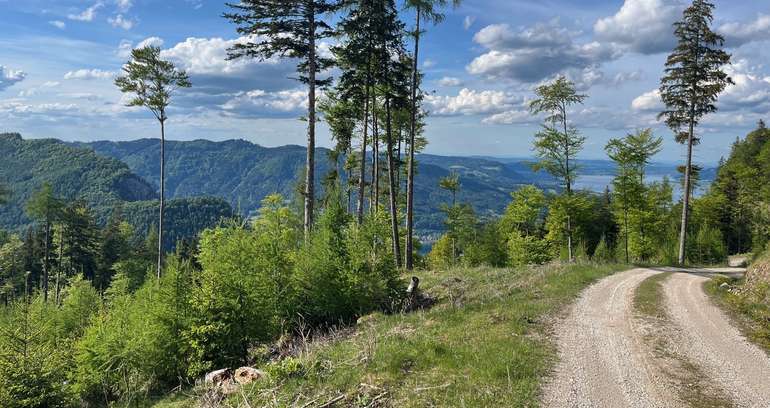 Nach Erschließung der Waldflächen  wird im familieneigenen Forstbetrieb  mit Plan gearbeitet..jpg © Zopf