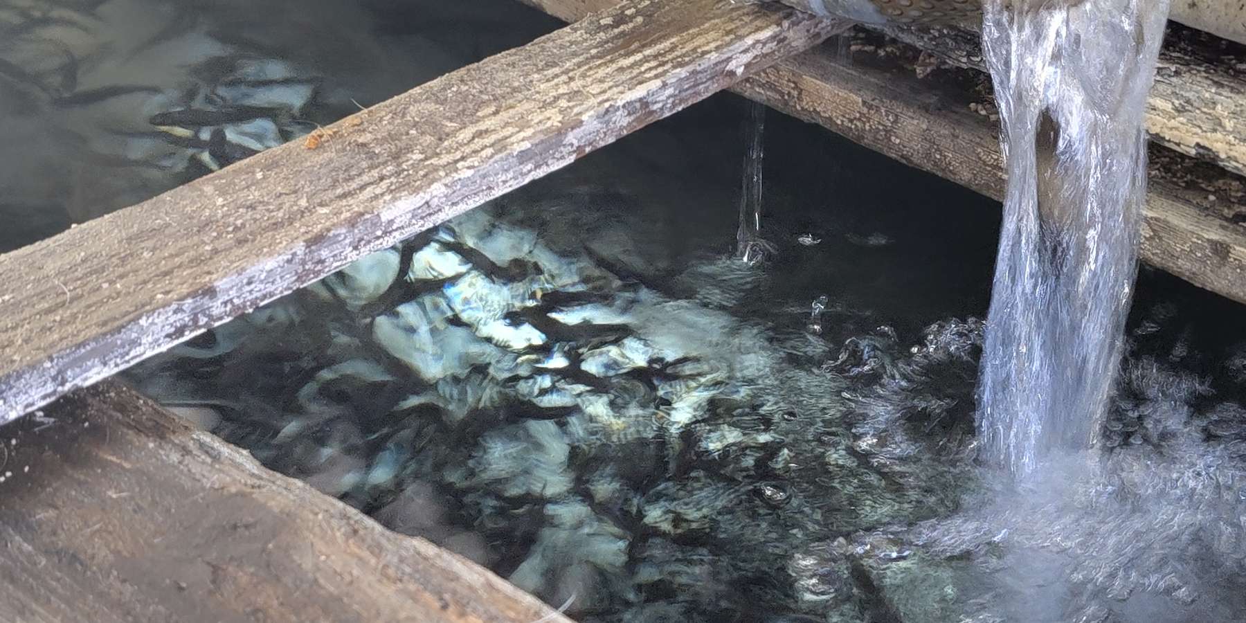 Frisches Quellwasser speißt auch das eigene Bruthaus © Benedikt Berger, Archiv Aqua.jpg © Benedikt Berger/Archiv Aqua